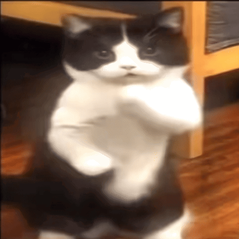 giovrios-gio-cat