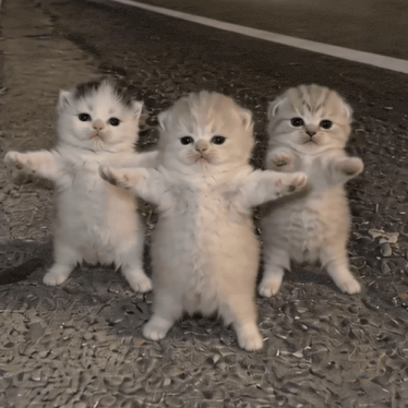 cats-cat